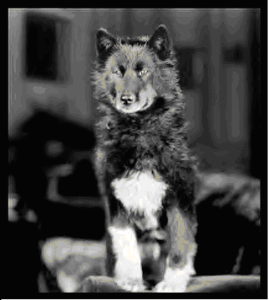 Balto in hotel a Seattle