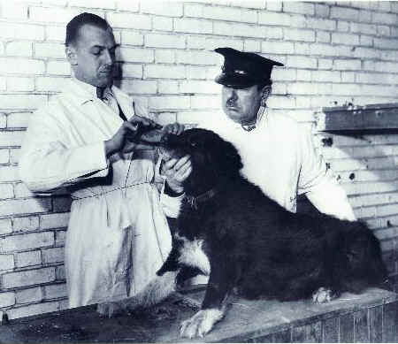 Ultima foto di Balto